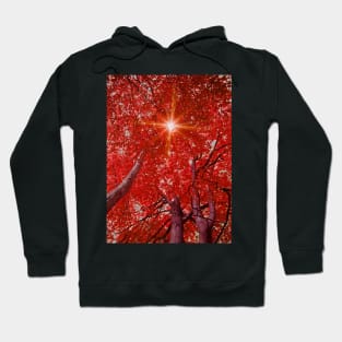 Sunlight through autumn trees Hoodie